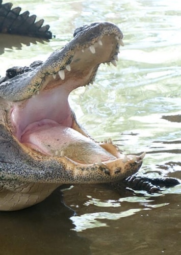 American Alligator