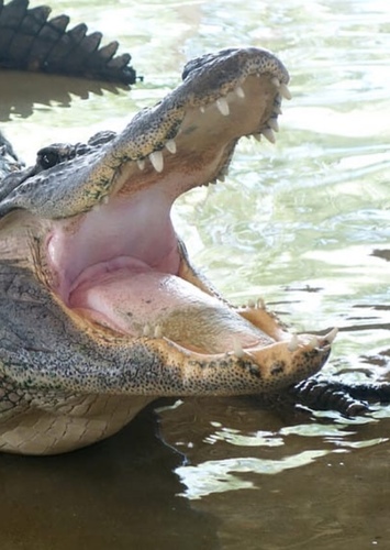American Alligator