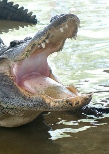American Alligator