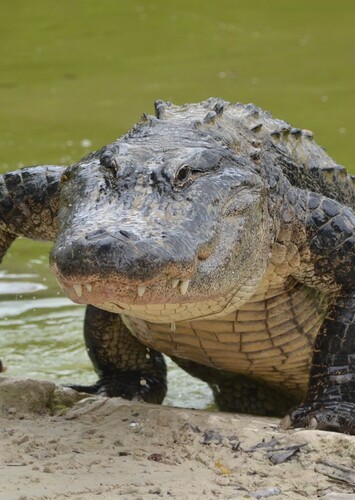 American Alligator