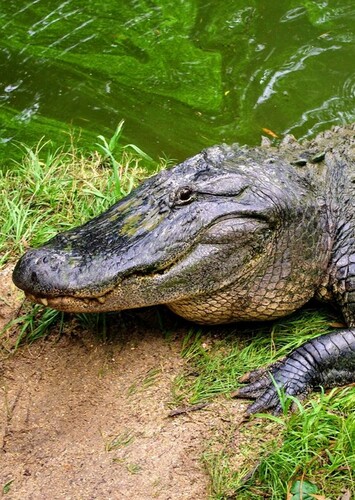 American Alligator