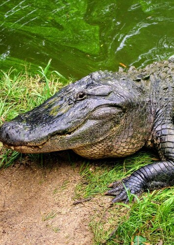 American Alligator