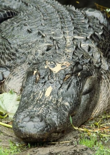 American Alligator
