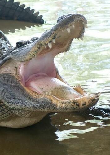 American Alligator