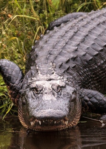 American Alligator