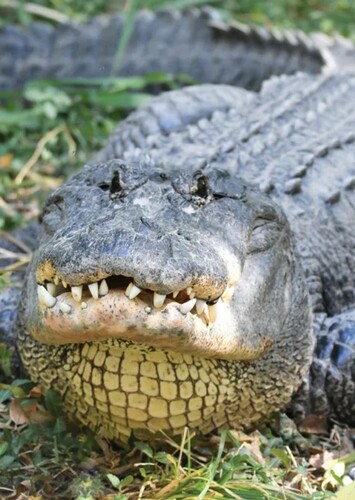 American Alligator