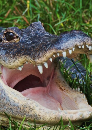 American Alligator
