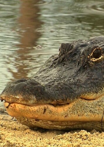 American Alligator