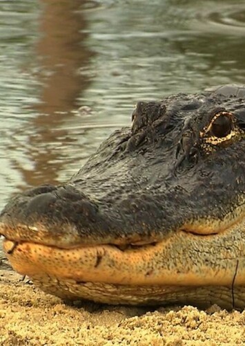 American Alligator