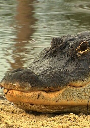 American Alligator