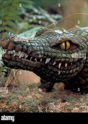 American Alligator
