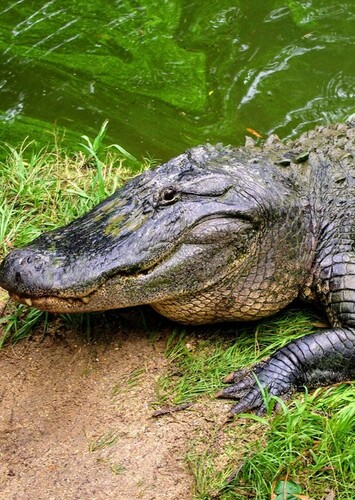 American Alligator