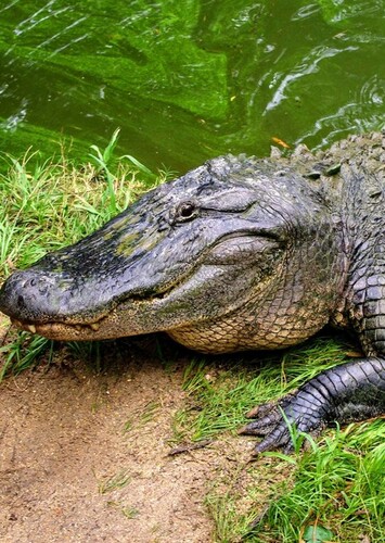 American Alligator