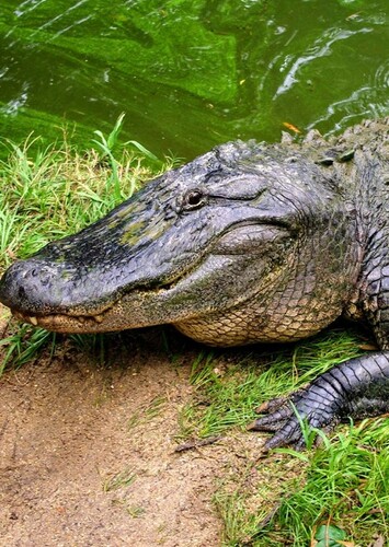 American Alligator