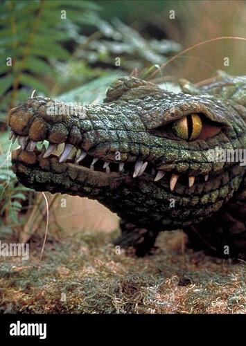 American Alligator