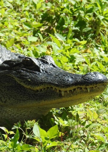 American Alligator