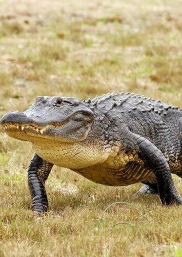American Alligator