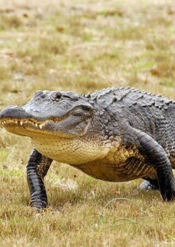 American Alligator