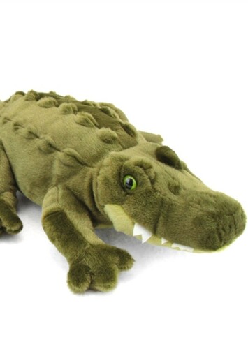 American Alligator