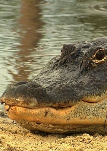 American Alligator