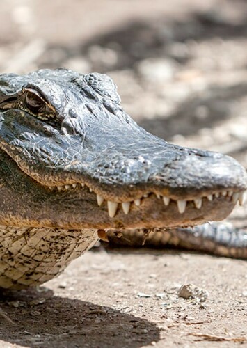 American Alligator
