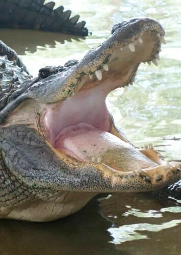 American Alligator