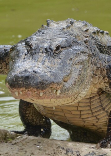 American Alligator