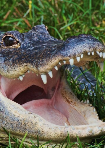 American Alligator