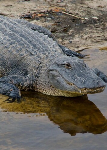 American Alligator