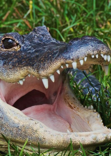American Alligator