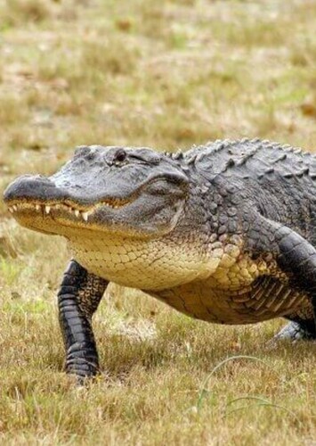 American Alligator
