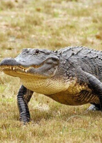 American Alligator