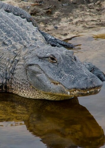 American Alligator