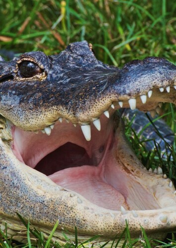American Alligator