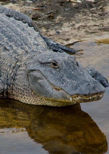 American Alligator