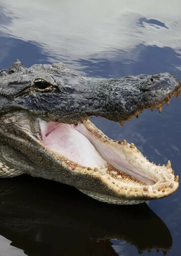 American Alligator