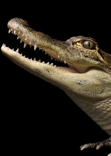 American Alligator
