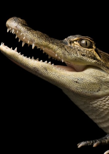 American Alligator
