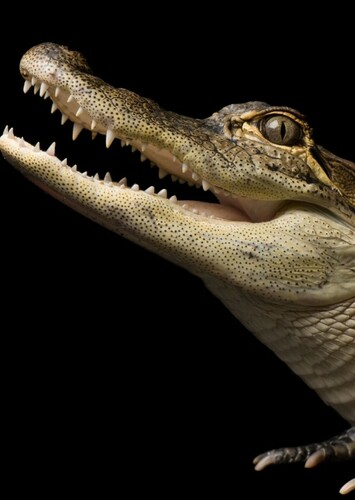American Alligator