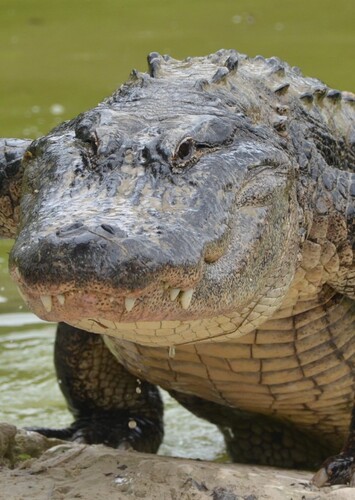 American Alligator