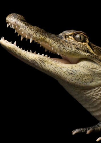 American Alligator
