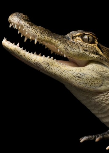 American Alligator