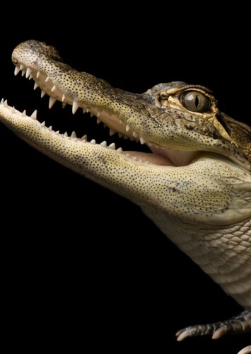 American Alligator