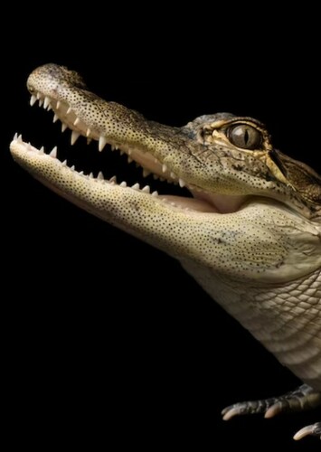 American Alligator