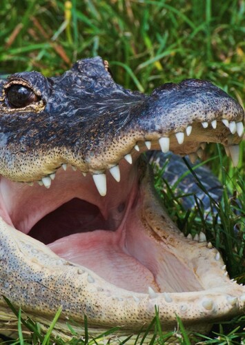 American Alligator