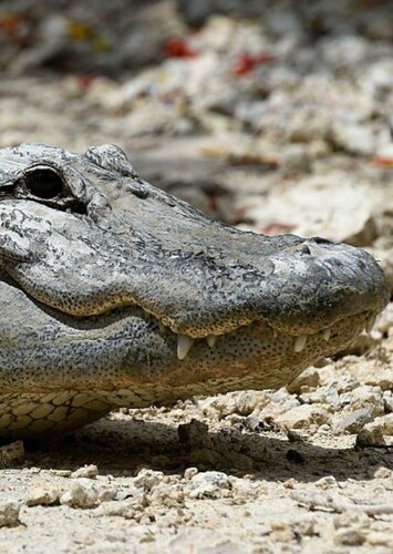 American Alligator
