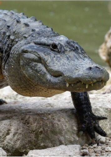 American Alligator