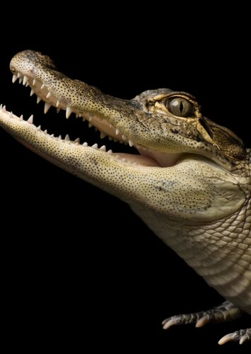 American Alligator