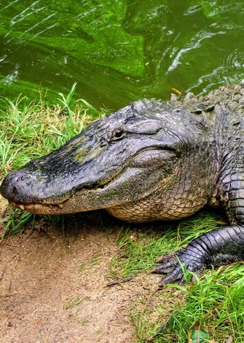 American Alligator