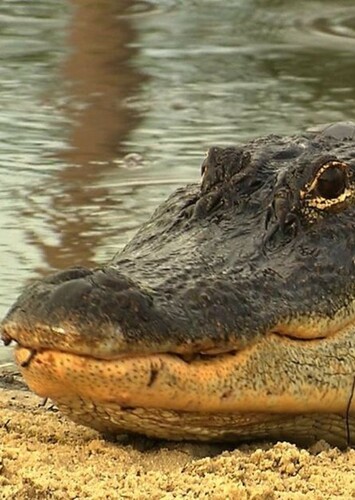 American Alligator